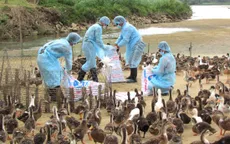 Quảng Ngãi: Tiêu hủy 3.000 con gà nhiễm cúm A/H5N6