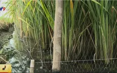 Cảnh báo tai nạn do dùng điện bẫy chuột