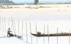 Người dân Đồng Tháp tận thu cá linh non