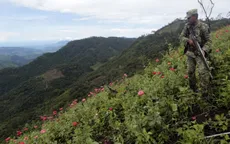 Mexico phát hiện cánh đồng thuốc phiện rộng 15 ha