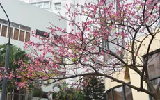 Những điểm mới tại Lễ hội Hoa anh đào Nhật Bản - Hà Nội 2019
