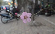 Tiểu thương kể chuyện công phu vượt rừng săn đào Tết