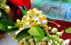 Hương hoa bưởi nồng nàn khắp phố phường Hà Nội