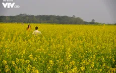 Vẻ đẹp hút hồn của vườn hoa cải vàng ươm ở ngoại thành Hà Nội