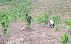 Quảng Nam: Tăng cường phát triển kinh tế rừng