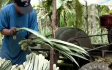 Xu hướng thời trang từ… lá dứa