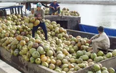 Thủ phủ dừa Bến Tre phải nhập khẩu dừa để chế biến