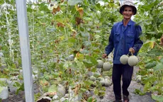 Quảng Ngãi được mùa dưa lưới đầu tiên
