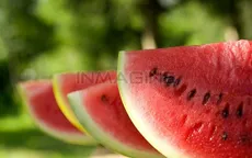 Ăn dưa hấu chớ nên bỏ hạt