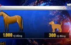 Doanh nghiệp kinh doanh đua ngựa phải có vốn tối thiểu 1.000 tỷ đồng