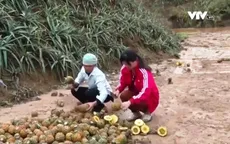 Bất thường hàng trăm ha dứa chết tại Lào Cai