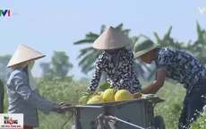 Nông dân "lên đời" nhờ dưa vàng Kim hoàng hậu