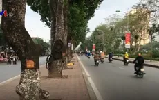 Hàng loạt cây xà cừ ở Hà Nội bị đục khoét