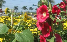 Phú Yên khai mạc đường hoa Xuân Đinh Dậu 2017