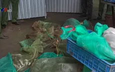 Bình Phước: Phát hiện điểm chứa động vật cực hiếm với số lượng lớn