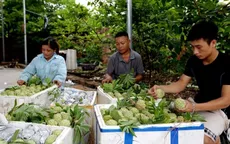 Hướng dẫn xây dựng Chương trình quốc gia "Mỗi xã một sản phẩm"
