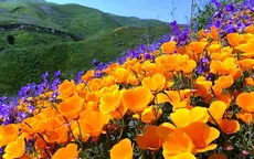 Cánh đồng hoa dại tuyệt đẹp tại California, Mỹ