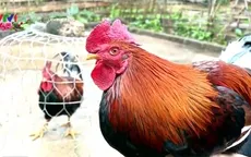 Chuyện con giáp Đinh Dậu 2017: Thú vị những câu chuyện về gà
