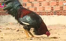 Nét độc đáo của gà nòi chợ Lách