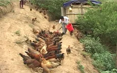 Hội Nông dân Lâm Đồng hỗ trợ hội viên xây dựng 307 mô hình kinh tế điểm