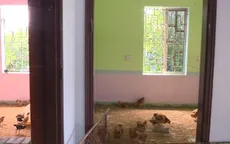 Hưng Yên thông tin về việc "lợn gà ở nhà cao cửa rộng, người ở lều lán tạm bợ"