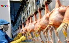 Gà Việt Nam được thị trường Nhật Bản ưa chuộng