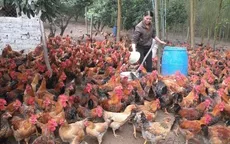Tết bội thu của người nuôi gà đồi Yên Thế