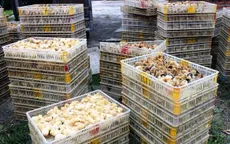Gần 1.000 con giống gia cầm nhập lậu bị bắt giữ tại Cao Bằng