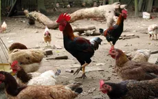 Nâng cao chất lượng gà mía giống tại Việt Nam