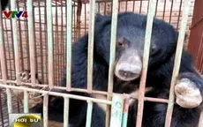 "Chạy vì gấu" - sự kiện mở đầu Tuần lễ gấu tại Việt Nam