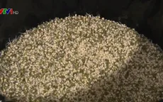 Bắt cơ sở làm giá đỗ bằng hóa chất ở Huế