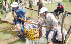Giá cá tra tăng liên tục từ đầu năm đến nay