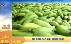 Giá chuối Tây Ninh xuống thấp
