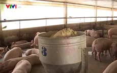 Giá lợn tại ĐBSCL tiếp tục giảm sâu