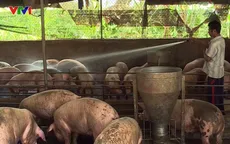 Giá lợn thấp, nông dân Đồng Nai có nguy cơ treo chuồng