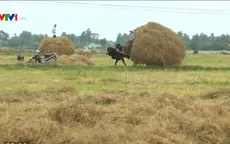 Sốt giá rơm khô tại Quảng Ngãi