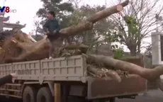 Lợi dụng công văn để vận chuyển gỗ trái phép