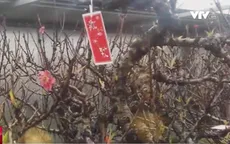 Dùng điều hòa để đào Tết nở đúng thời điểm