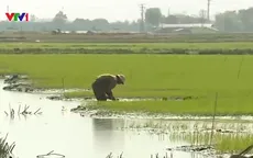 Hàng ngàn ha lúa tại Quảng Bình bị úng ngập và chết sau mưa rét