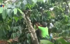 Vội vã hái cà phê non "chạy" sạt lở, nứt đất