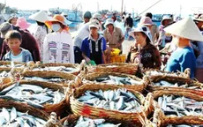 Thí điểm đấu giá hải sản tại chợ cá lớn nhất miền Trung