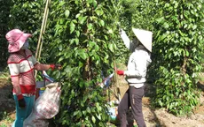 Thuê đất trồng tiêu: Chưa kịp thu hoạch đã hết hạn hợp đồng thuê đất