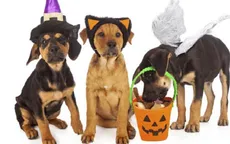 Người dân Mỹ chi 440 triệu USD hóa trang cho thú cưng dịp Halloween