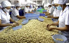 Doanh nghiệp điều thiếu nguyên liệu sản xuất