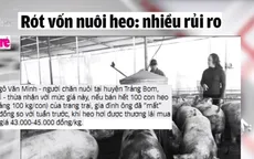 Rót vốn nuôi heo: Nhiều rủi ro