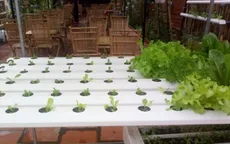 Độc đáo quán “Cà phê rau”
