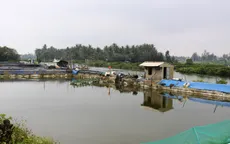 ĐBSCL: Người dân ồ ạt nuôi tôm thẻ chân trắng trong vùng nước ngọt