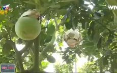 Thăm gia đình nông dân trồng bưởi tạo hình bán Tết