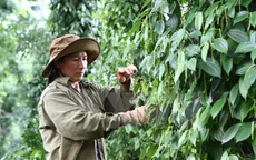 Liên kết phát triển hồ tiêu để tránh đà tụt giá "không phanh"