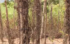 Đăk Lăk: Hồ tiêu chết hàng loạt, nhiều người lâm cảnh nợ nần